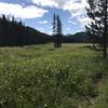 Bailey Creek Trailhead 3071 from trail, 17July 2020