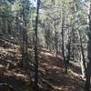 Hiking through a mostly canopied trail to the summit.