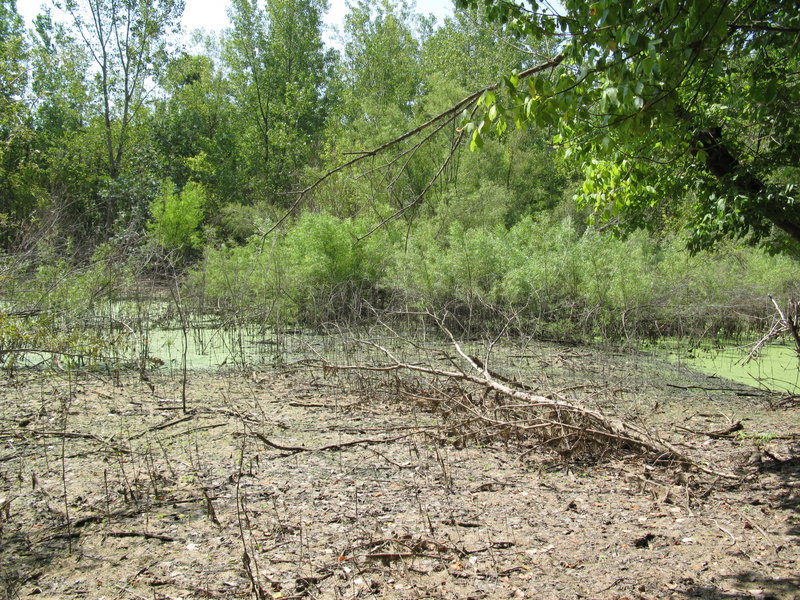 Swampy place with lots of critters.