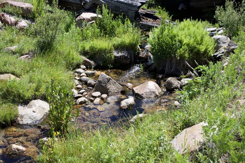 A small creek feeds a small meadow at this point in the trail. Two easy rock hops are required to get across the water.