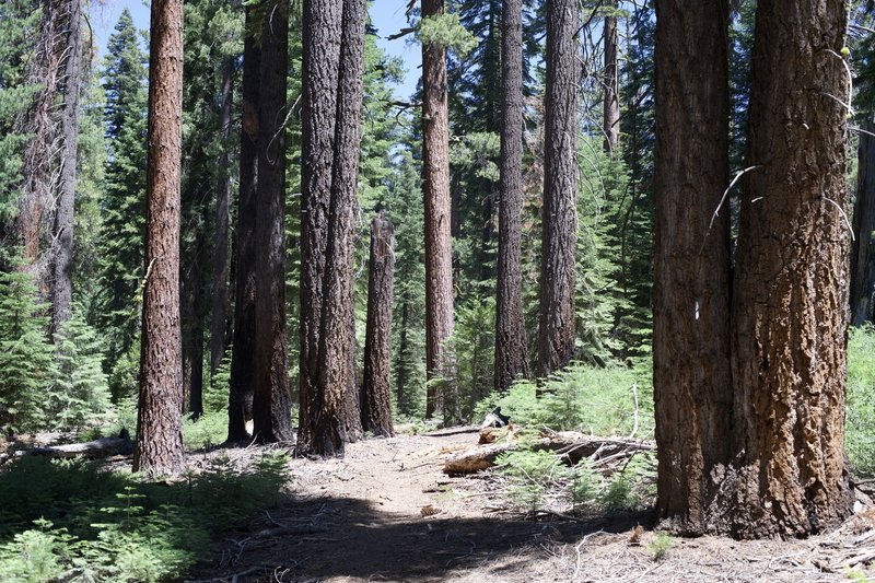 The trail moves through a wooded area before it meets up with the Mono Meadow Cutoff Trail.