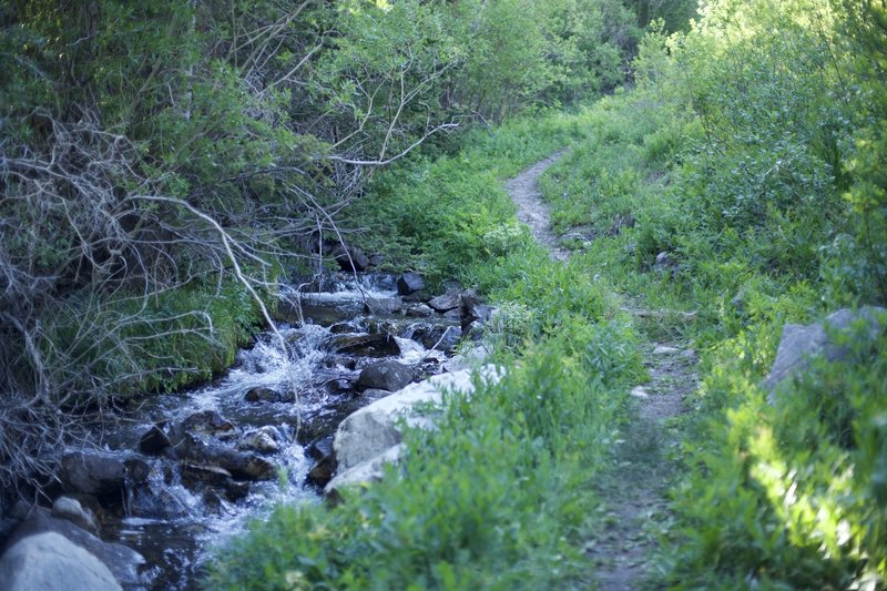 The trail follows Lehman Creek for a while as it climbs toward the Wheeler Peak campground area.