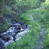 The trail follows Lehman Creek for a while as it climbs toward the Wheeler Peak campground area.