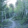 The trail meanders up the hillside through the shade of birch trees.