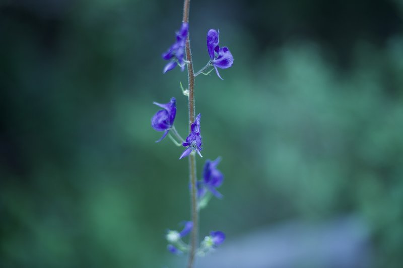 Wildflowers bloom along the trail in the spring, which can be in the late June and early July time frame at this elevation.