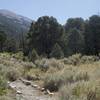 The trail departs Lower Lehman Creek Campground and makes its way toward the Upper Campground, with Doso Doyabi in view in front of you.