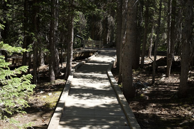 The trail continues on a boardwalk above the forest floor. Benches can be found along the trail where you can sit and enjoy the sounds of the forest around you.