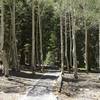 Instead of dirt trails, they have laid a mat like material on the trail to make it accessible for all to enjoy. Here the trail passes through some birch trees.