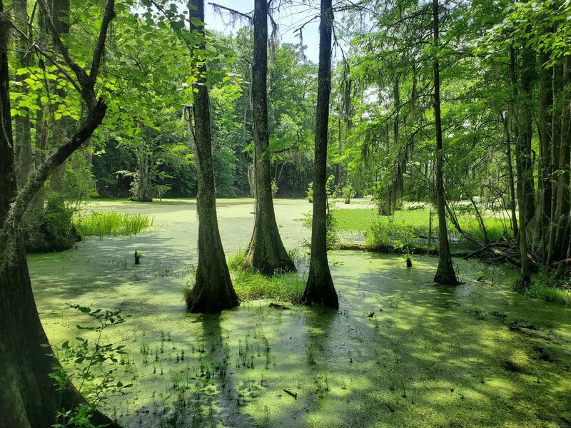 Merchants Millpond State Park