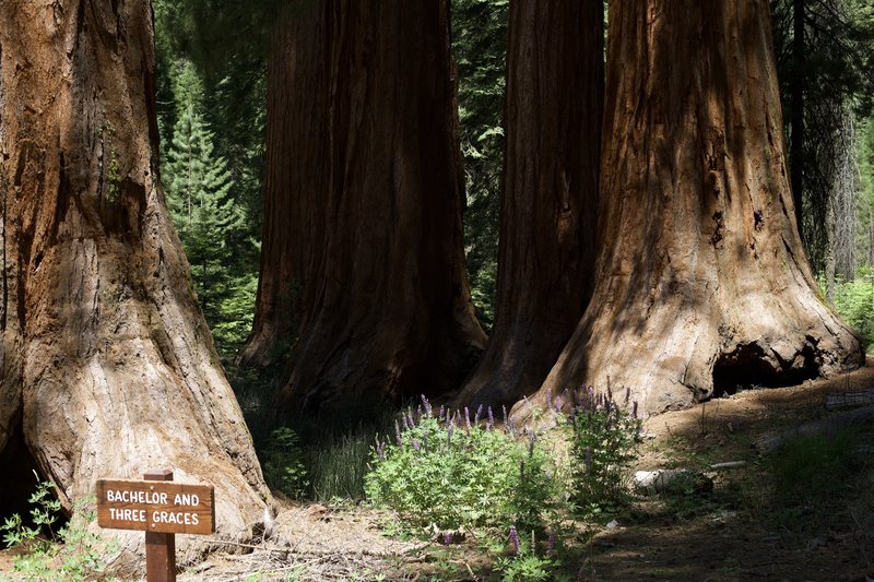 The Bachelor and the Three Graces sit just off the trail in the Mariposa Grove.