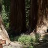 The Bachelor and the Three Graces sit just off the trail in the Mariposa Grove.