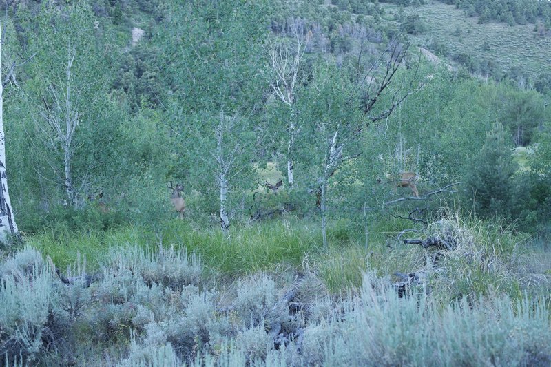 Four bucks feed in the trees along the edge of the meadow. Deer can be seen feeding in or around the meadows in the morning or evenings.