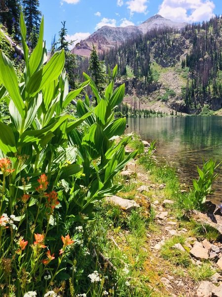 Indian paint brush wildflowers at the lake.