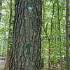 Trail marker for Trillium Trail