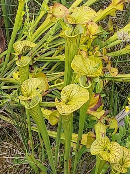 Pitcher plants