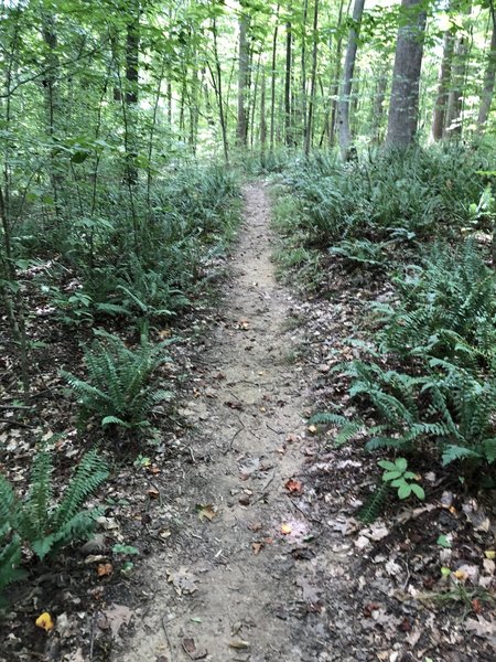 Beautiful ferns along this trail.