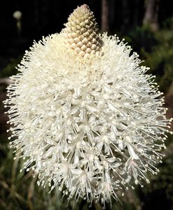 Beargrass blossom
