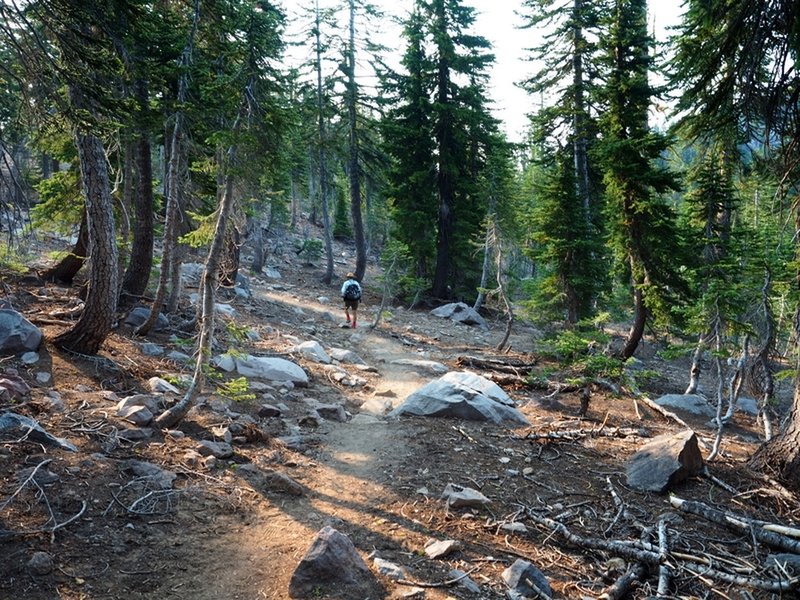 On the Panther Meadow Trail past the Gray Butte Trail junction.