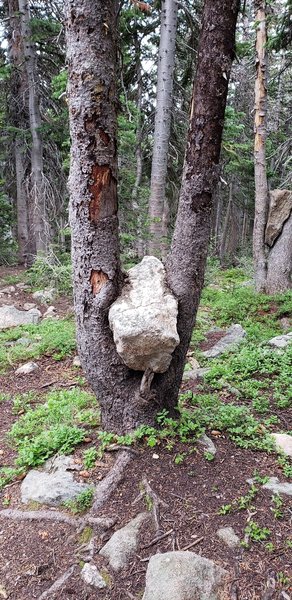 See if you can spot this weightlifting tree on the trail!