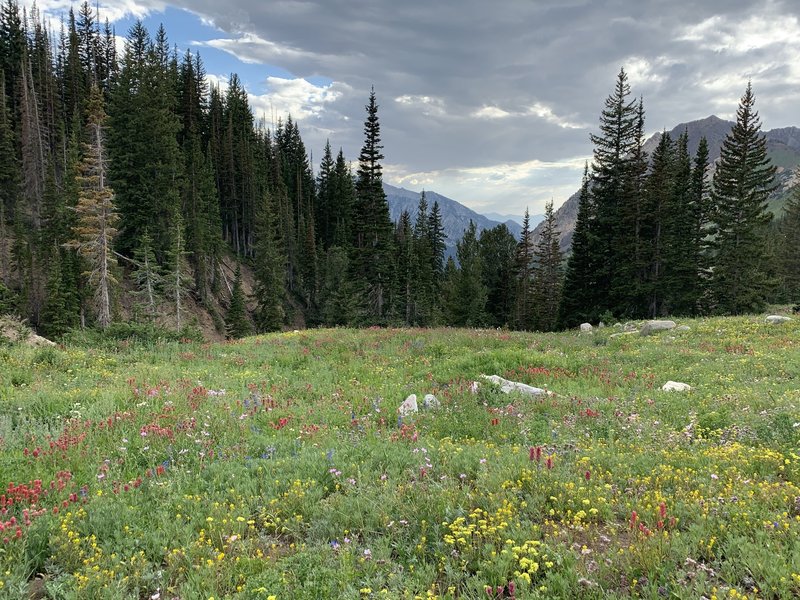 Wildflower meadow looking to the west.