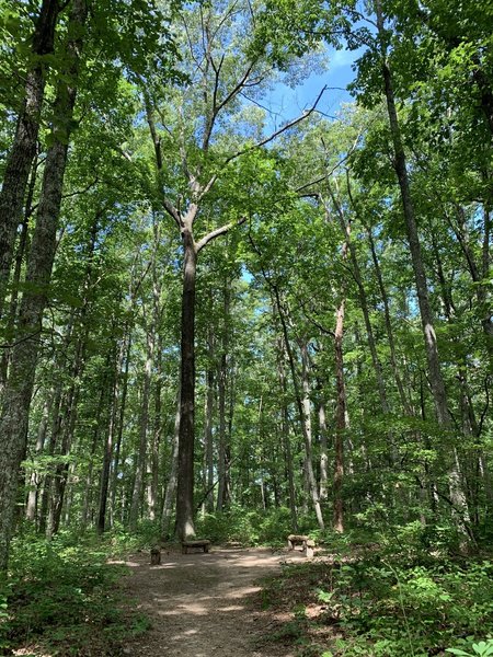 Ring of benches at the end of the trail.