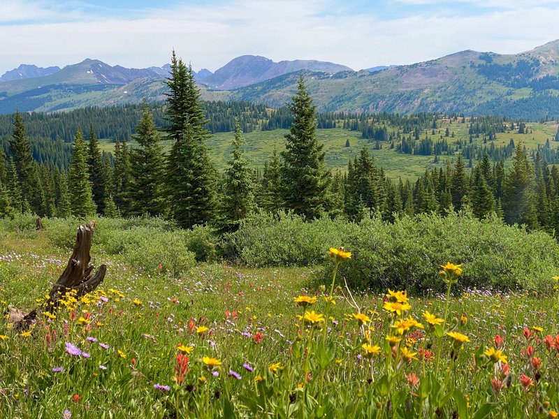 Stunning wildflowers on Shrine Ridge