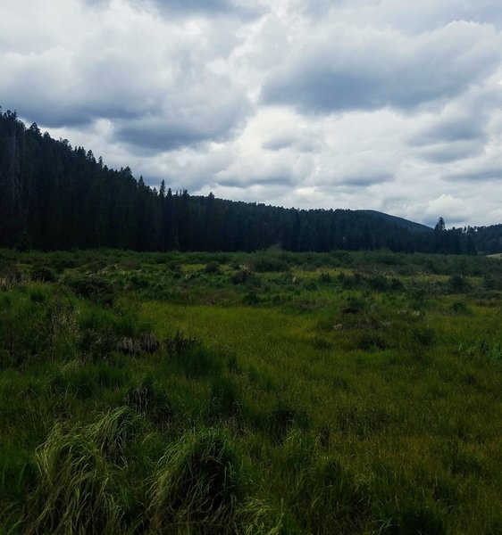 Marsh Area; Supple and Green.