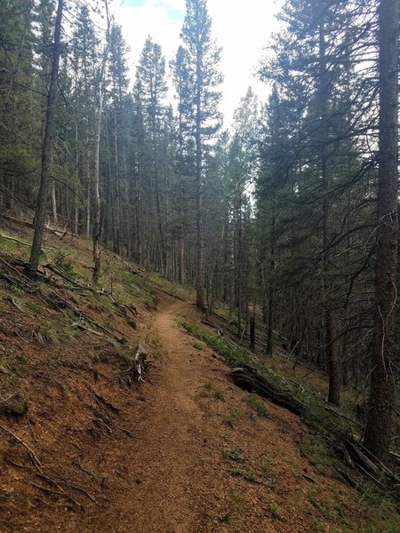 Limber Pine Trail is meanders throughout the pines.