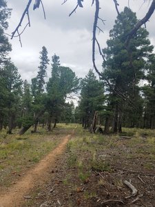 Limber Pine Trail is mostly flat, nice easy terrain.