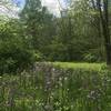 Flowers at Blacklick Woods MP