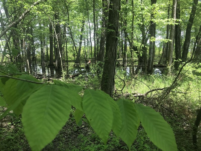 Vernal pool in late spring.