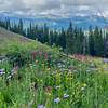 Wildflowers looking across Vail Pass