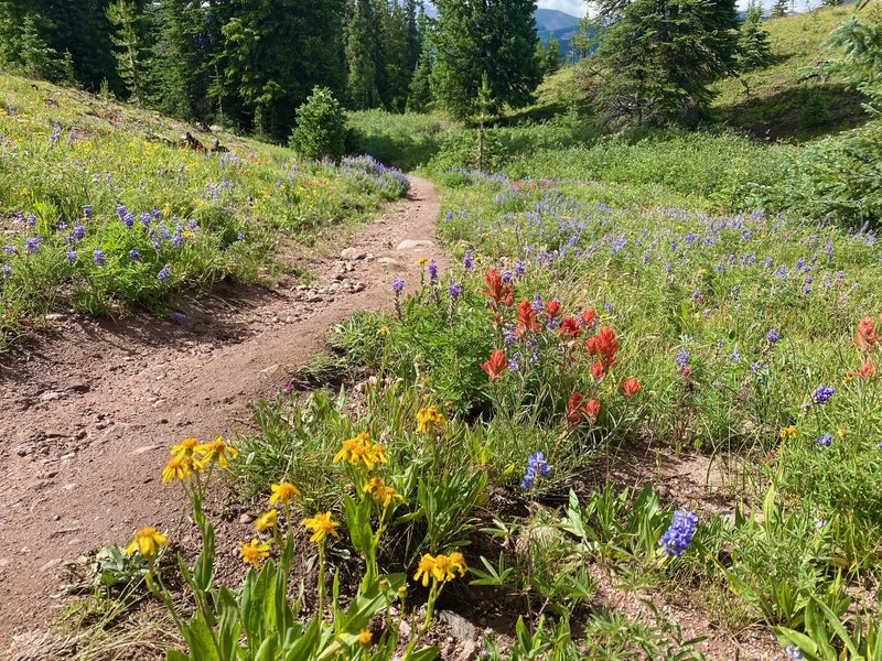 Along Corral Creek Trail