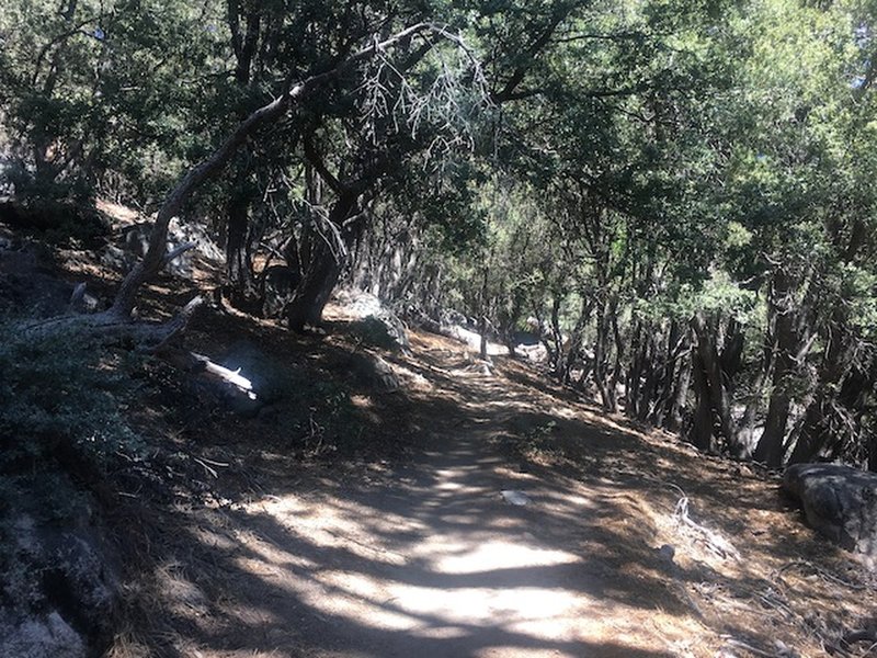 An oak shaded trail.