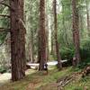 Along the Beaver Dam Trail before Daley Creek Campground.