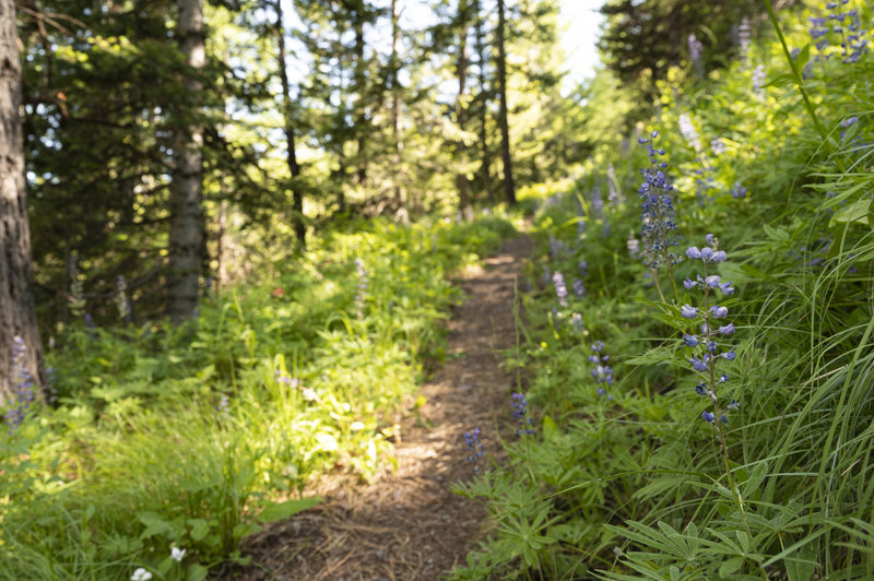 Trailside wildflowers.