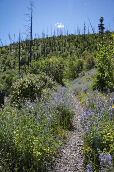 Wildflower climb