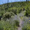 Wildflower climb