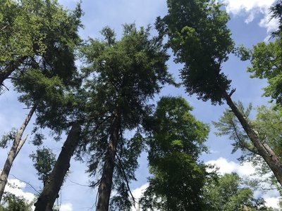 The treetops of ancient pines
