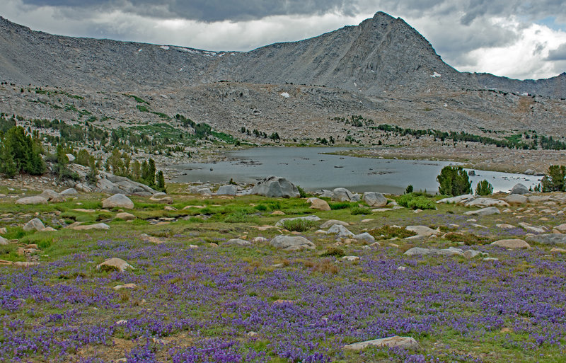 L Lake from the north shore. There are many acres of Brewer's lupine near the lake