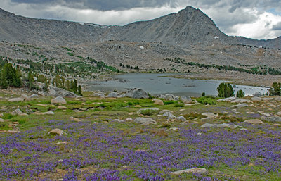 L Lake from the north shore. There are many acres of Brewer's lupine near the lake