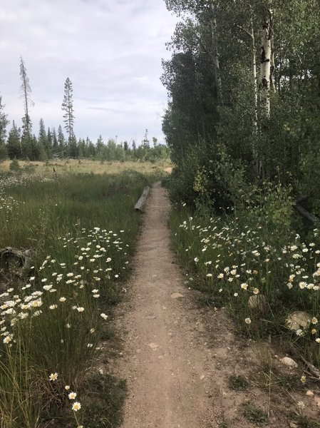 Lovely variety of wildflowers.