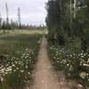 Lovely variety of wildflowers.