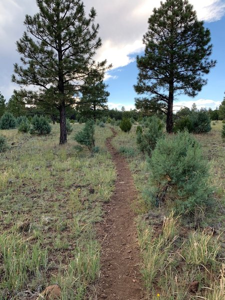 Walk through alpine meadow.