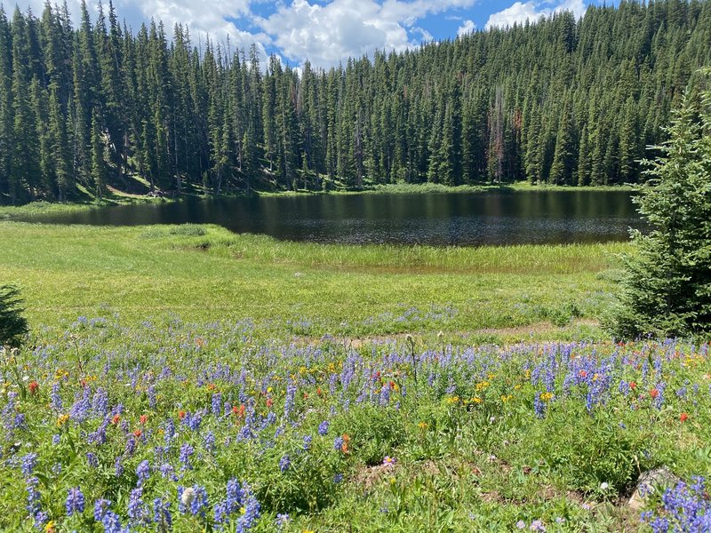 Wildflowers in front of one of the Wheeler Lakes