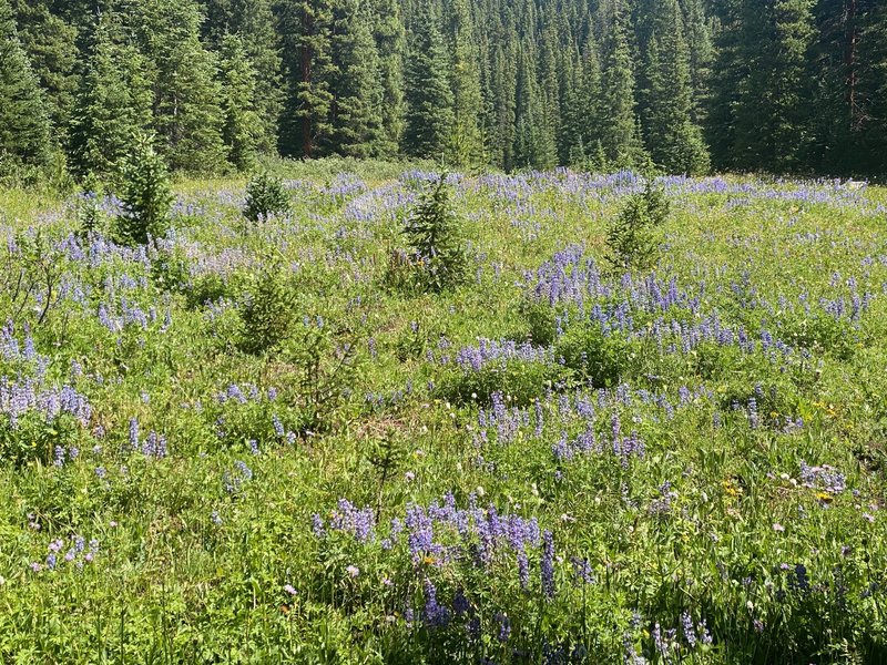 Fields of Lupine