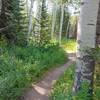 Wildflowers and Aspens near the trailhead