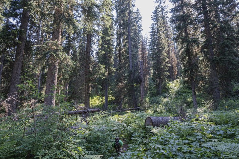 Getting lost in the understory