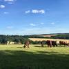 Grazing cows and calves