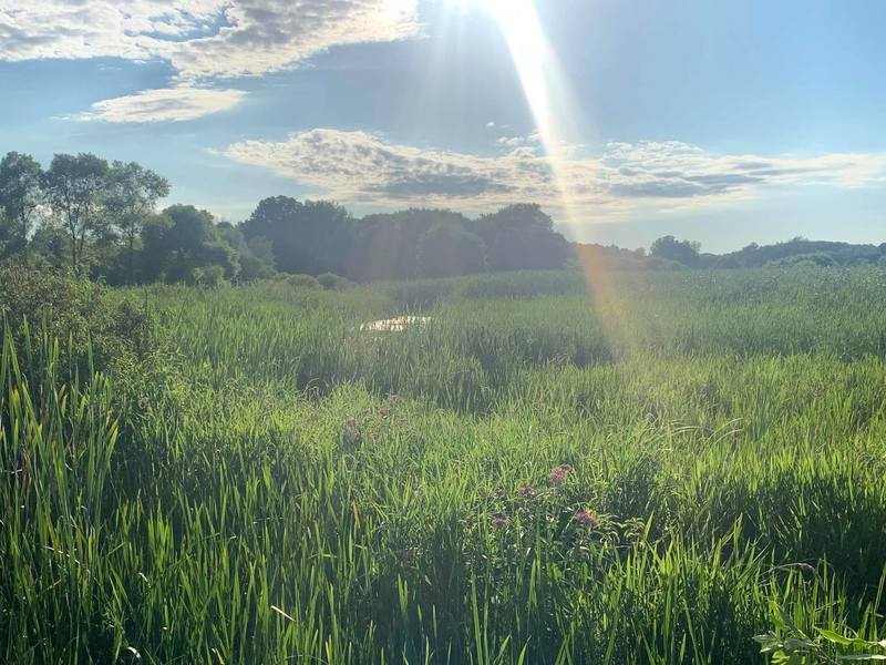 Marshland about a mile from the west end of Lakelands Trail